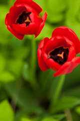 Obraz premium Tulip head