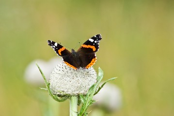 butterfly on a flower