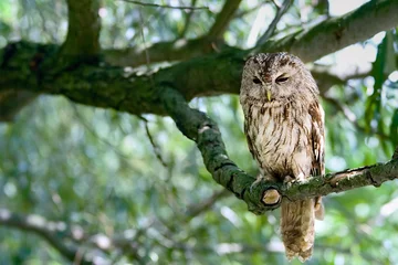Crédence de cuisine en verre imprimé Hibou tawny owl