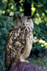 eagle owl