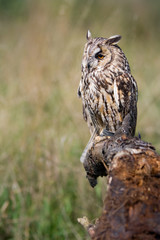 long-eared owl