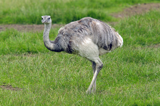 Common Rhea