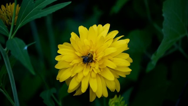 Bumble Bee on Yellow Blossom