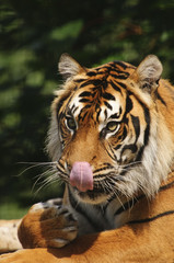 Sumatran Tiger
