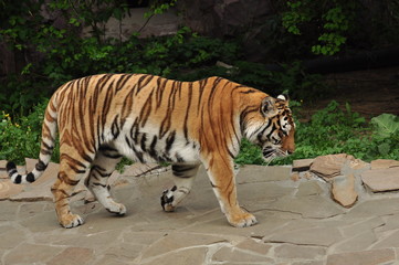Tiger in Moscow zoo