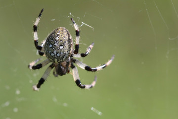 Shamrock Spider - Araneus trifolium