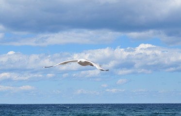 Fototapeta na wymiar Seaside Seagull