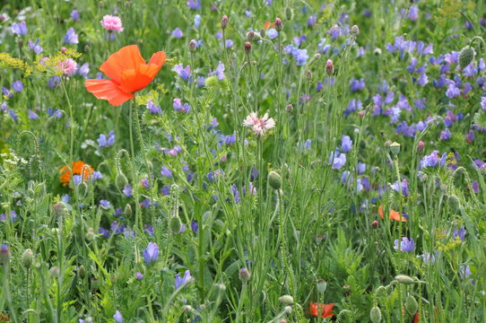 317 Best Fleurs Des Champs Images Stock Photos Vectors Adobe Stock
