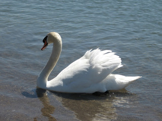 Toronto Lake Swan 2007