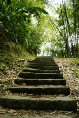 jungle steps