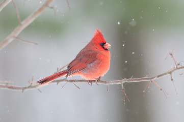 Male cardinal in winter