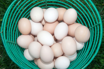Basket of fresh brown eggs