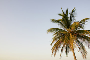 palm in sunset series