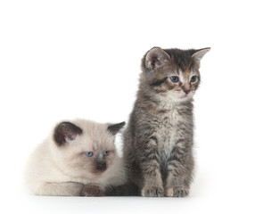 Fototapeta na wymiar Two kittens on white background