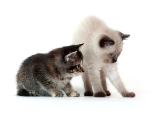 Two kittens on white background