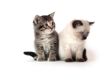 Fototapeta na wymiar Two kittens on white background