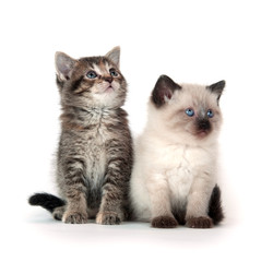 Two kittens on white background