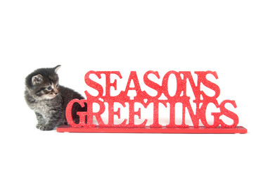 Cute tabby kitten and seasons greetings sign