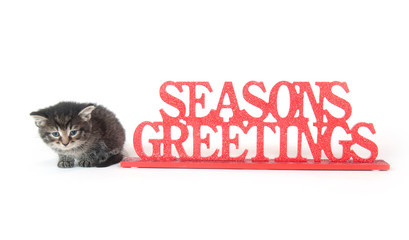 Cute tabby kitten and seasons greetings sign