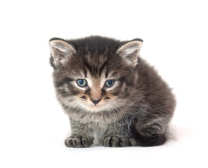 Cute tabby kitten on white