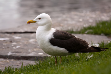 A gull on the grass
