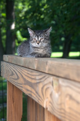 Cute tabby kitten laying on wooden railing