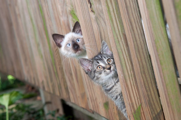 Two kittens peeking through a fence