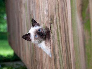 Fototapeta na wymiar cute kitten with blue eyes peeking throgh wooden fence