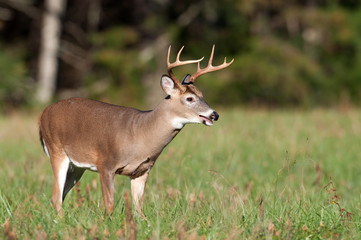 whitetail deer buck in a meadow