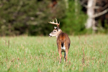 Whitetail deer buck in open meadow