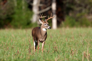 Whitetail deer buck in open meadow