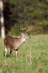 Whitetail deer buck in open meadow