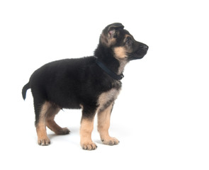 German Shepherd puppy on white