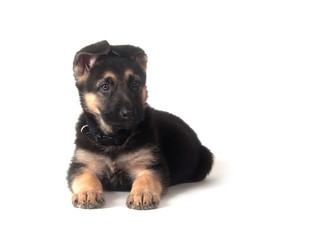 Obraz premium German Shepherd puppy on white