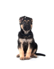 German Shepherd puppy on white