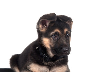 German Shepherd puppy on white