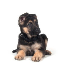 Obraz premium German Shepherd puppy on white