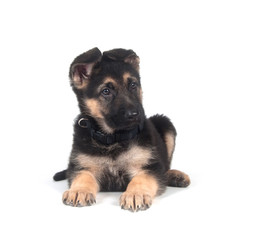 German Shepherd puppy on white