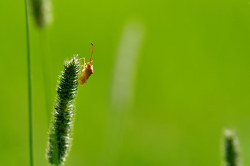 草にとまるカメムシ