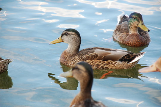 Canard Colvert