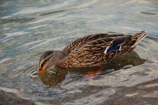canard