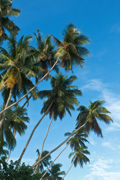 Palms in sky