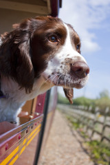 Dog on the train