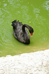 black swan