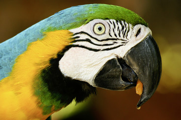 tropical parrot side view