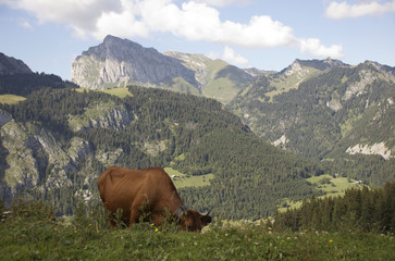 Fototapeta na wymiar Vache de Savoie