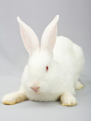 White rabbit on a gray background