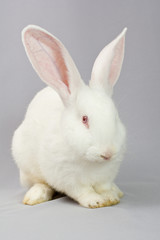Fototapeta na wymiar Biały królik na szarym tle