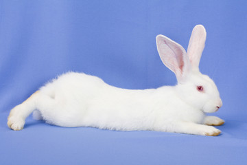 Obraz premium One rabbit on a blue background