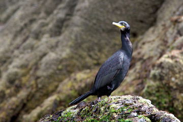 Shag on a rock
